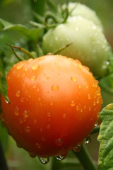 Tomatoes bunch in a garden