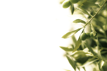Naklejka premium décoration florale - olivier