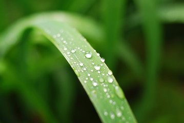 Fresh grass with dew drops