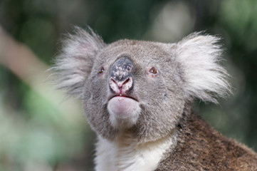 Koala bear portret