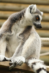 ring tailed lemar