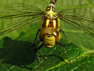 Grüne Keiljungfer_04