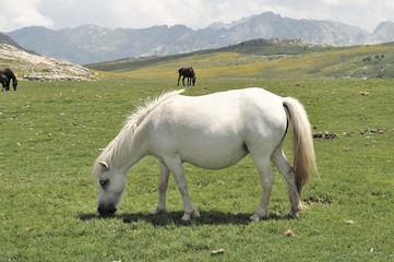 Obraz premium chevaux au lac de nino en corse