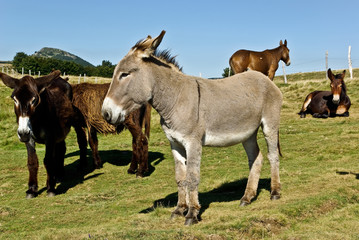 Fototapeta premium Âne