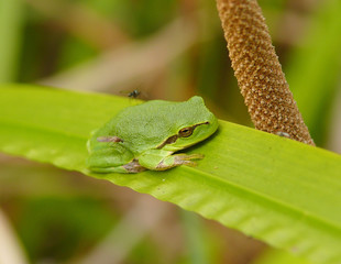Laubfrosch