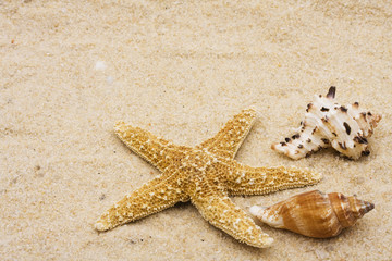 Starfish with two conch shells on sand. starfish background