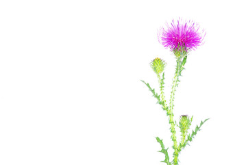 flowers on white background