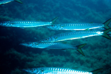 European barracuda (sphyraenidae) in the mediterranean sea.