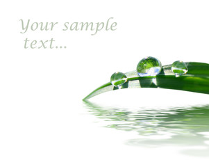background with green grass