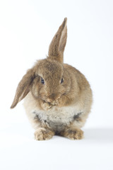 brown bunny, isolated on white background