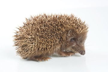 Young hedgehog in front of a white background