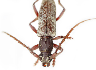 Bug closeup