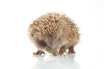 Young hedgehog in front of a white background