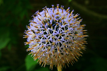 Thistle (fleur de chardon)