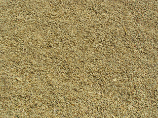 Barley seeds directly from the field