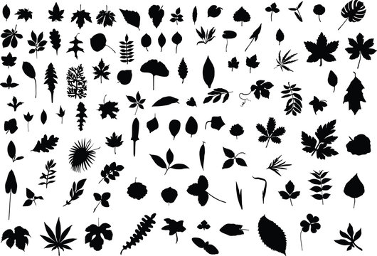 A hundred silhouettes of different leaves
