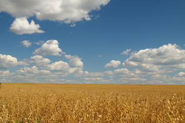 Golden oat field over blue sky and some clouds