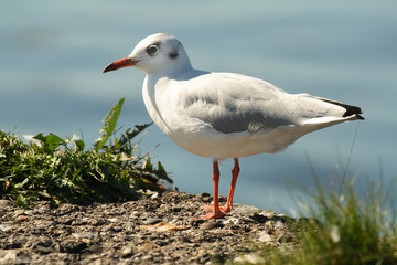 Naklejka premium Möwe
