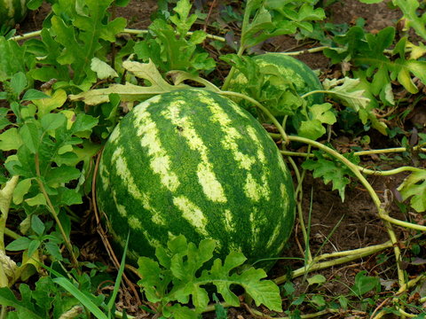 Anguria