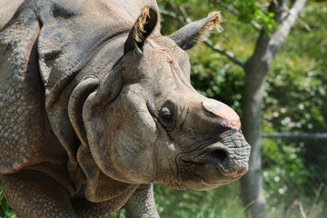 Rhinoceros  with its horn cut off