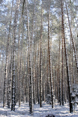 Fototapeta premium Winterwald