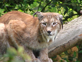 Lynx