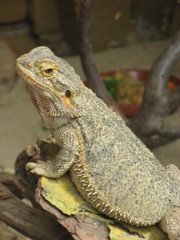 reptile