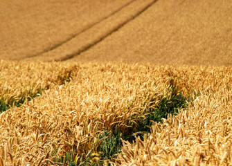 View of wheat crop growing on UK farm