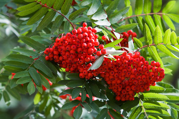 Branch of a mountain ash with ripe berries