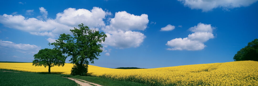 Weg durch Rapsfelder mit Wolkenhimmel