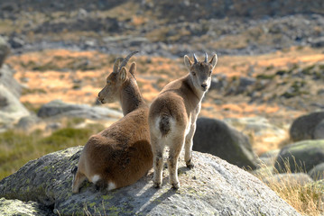 cabra y cría en Gredos