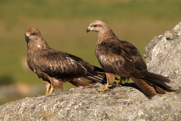 Pareja de milanos negros