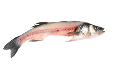 Filleted seabass fish isolated on white