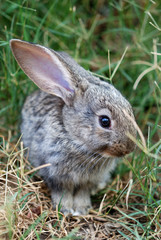 Small rabbit in grass