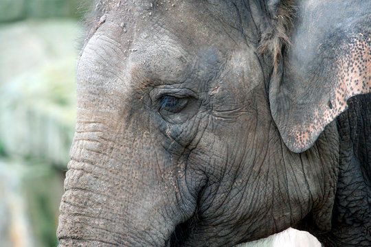Close up of face of an African Bush Elephant.