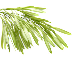 Green seed of a tree.