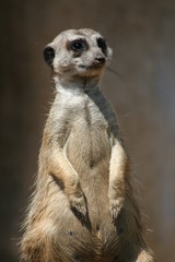 posing meerkat