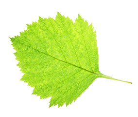 Fototapeta premium Leaf on a gleam, capillaries of a leaf are visible.