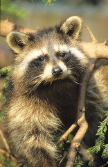 Waschbär