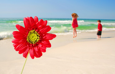 Gerber Daisy by Young boy and girl playing happily at beach