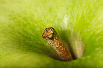apple stem macro