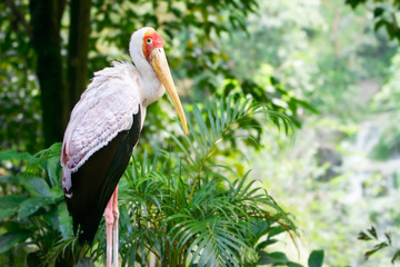 close up of a stork on natural background