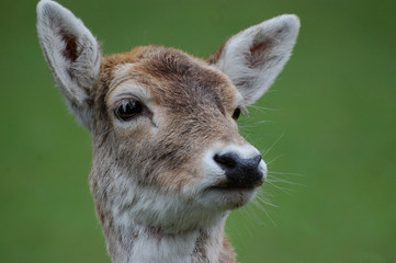 Fototapeta premium Reh