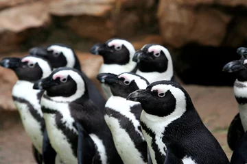Plexiglas foto achterwand Group of funny Penguins looking in the same direction. © Speedfighter
