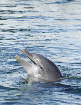 Dolphins head