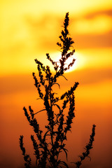 Plant silhouette on sunset background. Bright solar disk.