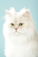 chat au long poils blanc