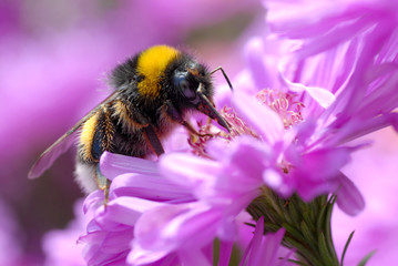 Bourdon sur une fleur d'aster
