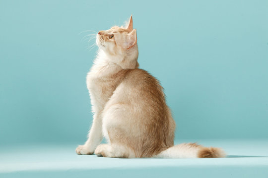 Somali Cat Images – Browse 3,949 Stock Photos, Vectors, and Video | Adobe  Stock