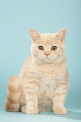 Obraz premium jeune chat british shorthair timide